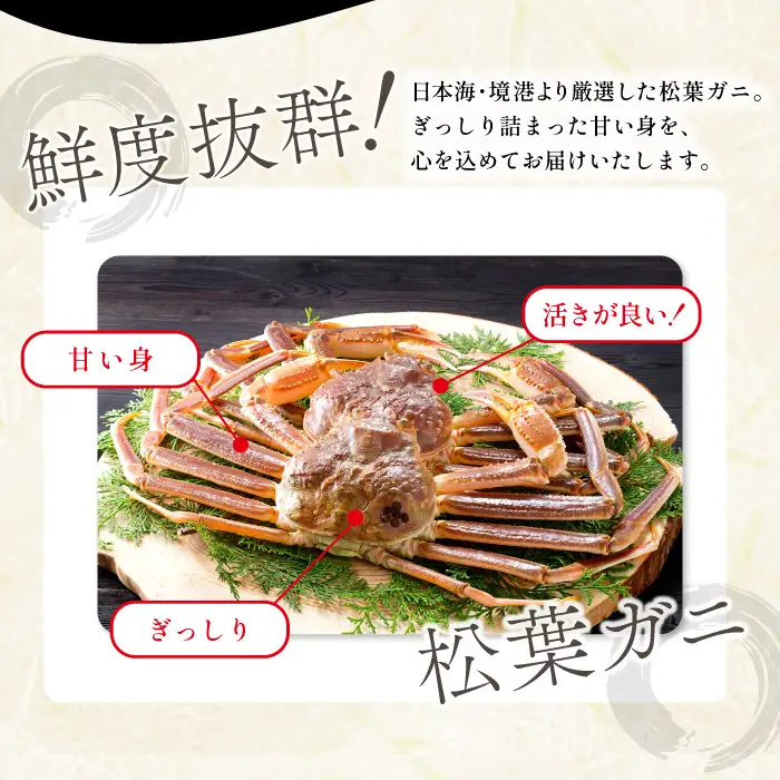 【活き】ご自宅用松葉ガニ　大　１枚【松葉ガニ 松葉がに 松葉蟹 まつばがに かに カニ 冷蔵 チルド ブランド ズワイガニ 活き 自宅用 冬 国産 季節限定 お取り寄せ 鳥取県 日吉津村 日本海】