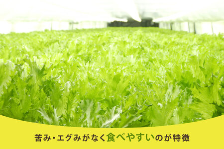 フリルレタス 10袋 セット