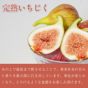 【2026年8月順次発送】朝採れ 完熟 いちじく 1.6kg (400g×4パック） いちじく