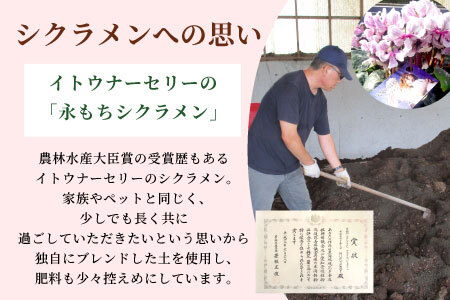 〈予約品〉受賞歴あり シクラメン ５号鉢 インディアカ 農林水産大臣賞受賞歴あり 花 ピンク 白 赤 プレゼント 贈り物 鉢花 鉢 ガーデン ガーデニング 愛知県産 クリスマス -224