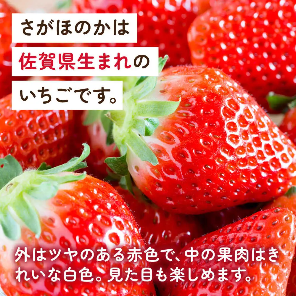 【2027年1月以降順次発送】白石産いちご「さがほのか」 220g×2パック / 佐賀県 いちご / 岸川農園 [41ASAG010]