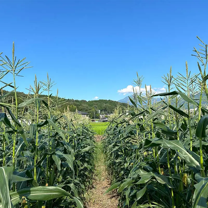 【2027年夏発送予約】生で食べられる白い宝石 中津川産プレミアム 純白とうもろこし おおもの白 4kgセット 朝採り 即日冷蔵発送 数量限定 F4N-2369