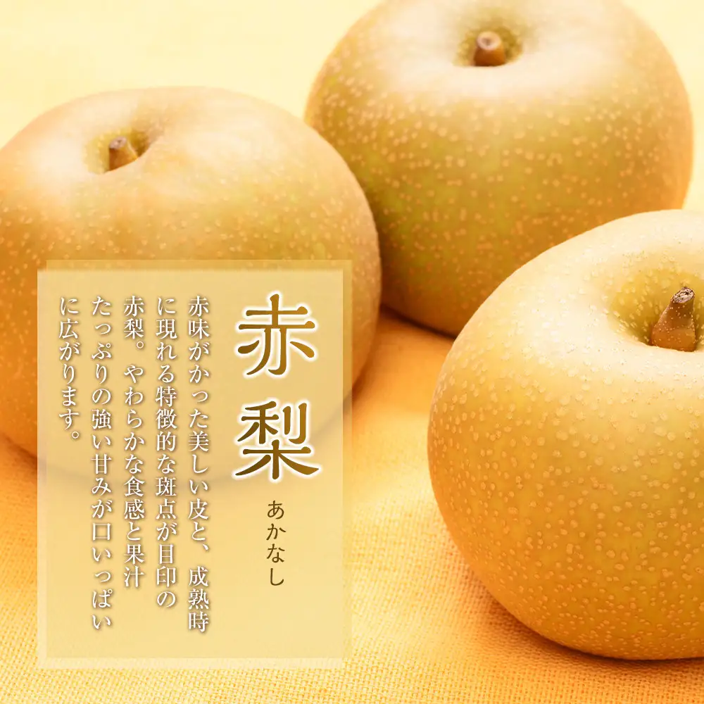 旬の赤 梨 セット 4～5kg前後 ※2026年8月下旬～12月下旬頃に順次発送予定  梨