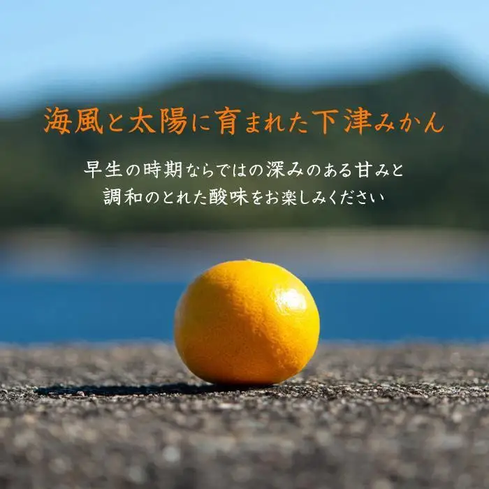 訳あり 早生みかん ２L・３Lおまかせ 7kg 和歌山みかん