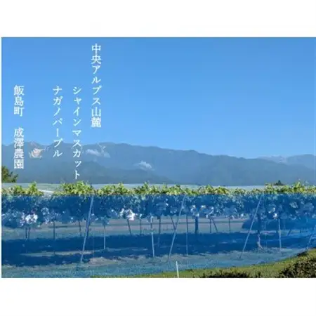 中央アルプス山麓のナガノパープル　約800g【配送不可地域：離島】【1657913】