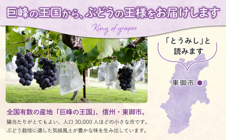 【先行受付2026年発送】東御市産 種なし巨峰約2kg（4～5房）　※9月上旬～10月上旬お届け