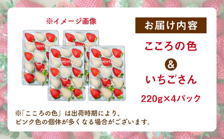 先行予約 2027年1月〜発送 こころの色×いちごさんミックス 紅白いちごセット 計880g / いちご [IBJ027]