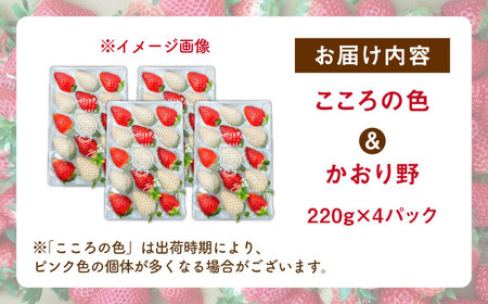 先行予約 2027年1月〜発送 こころの色×かおり野ミックス 紅白いちごセット 計880g / いちご [IBJ029]