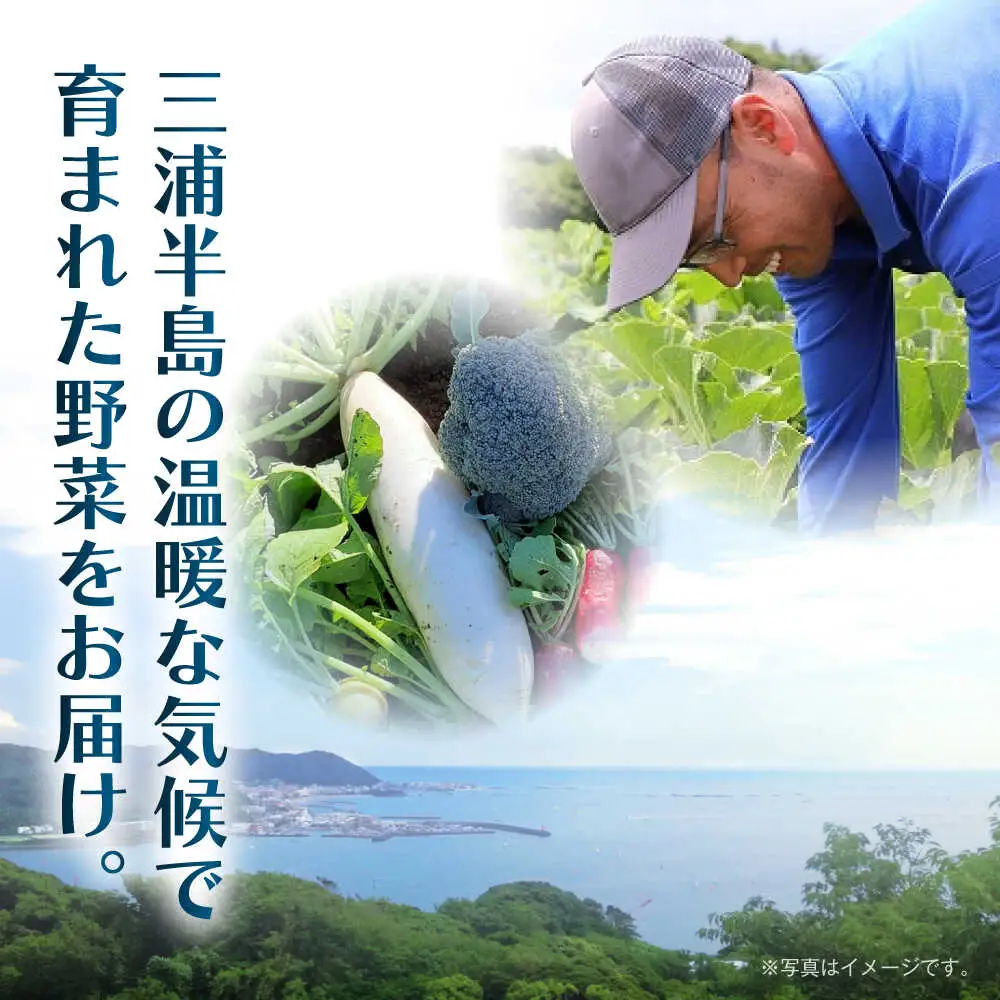 【全12回定期便】よこすか野菜セット すかなボックス／野菜 旬 セット  【JAよこすか葉山】[ASCB004]