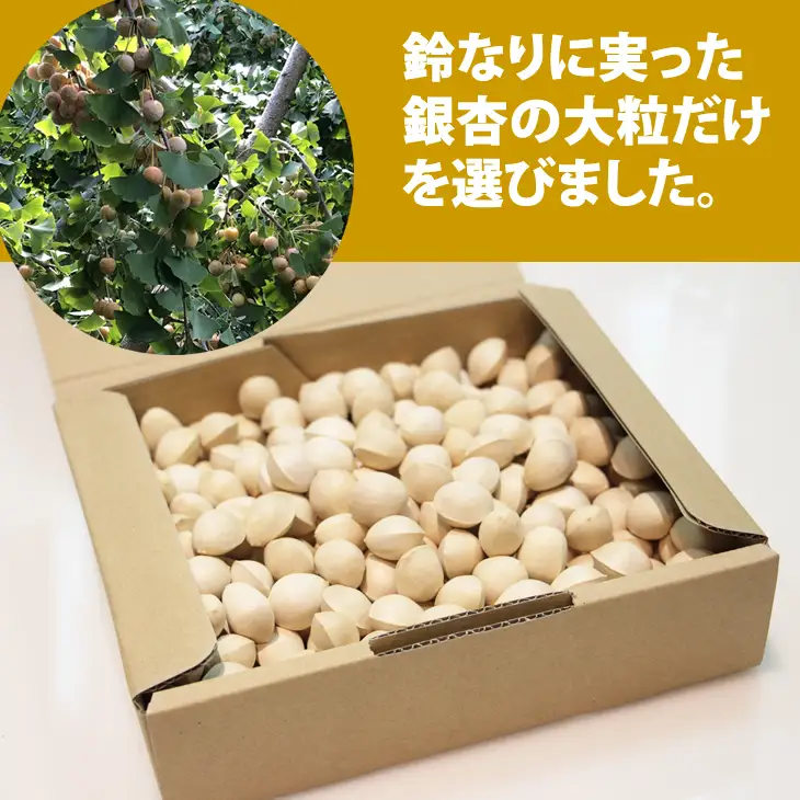 大粒銀杏 (殻付き) 600g 江里口加工所 ぎんなん 旬の食材 銀杏 秋の味覚  A060-016