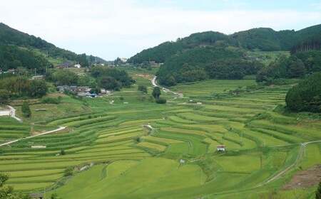レンジアップごはん 岡山県 美咲町 大垪和西棚田米（コシヒカリ） 20パックセット ／ 1個あたり150g 計3kg