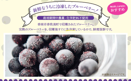 冷凍ブルーベリー 約600g ブルーベリー yg-0027