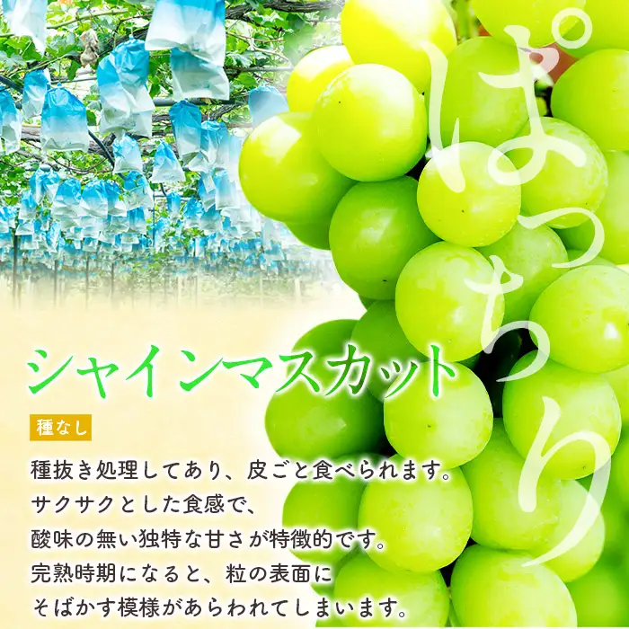 i1014 ≪数量・期間限定≫シャインマスカット (計約1kg) 国産 鹿児島 出水市 ぶどう ブドウ 果物 くだもの フルーツ シャインマスカット マスカット 葡萄 旬 種なし 旬 歯ごたえ 冷蔵 【山門ぶどう園】