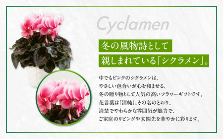 シクラメン ストロベリーフラッペ 観葉植物 植物 5号鉢 人気 おしゃれ かわいい 初心者 枯れにくい 育てやすい お手入れ 室内 大鉢 中型 インテリア リビング 玄関 寝室 キッチン オフィス プレゼント ギフト 冬 クリスマス