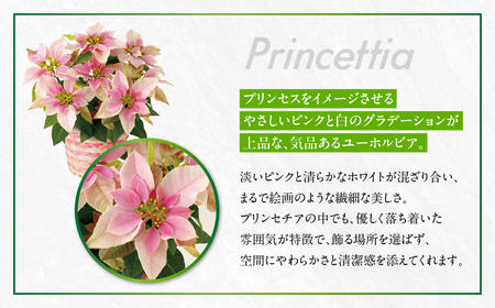 プリンセチア ピンクホワイト 観葉植物 植物 5号鉢 人気 おしゃれ かわいい お手入れ 室内 大鉢 中型 インテリア リビング 玄関 寝室 キッチン オフィス プレゼント ギフト 冬 クリスマス フラワーギフト