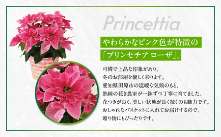 プリンセチア ローザ 観葉植物 植物 5号鉢 人気 おしゃれ かわいい お手入れ 室内 大鉢 中型 インテリア リビング 玄関 寝室 キッチン オフィス プレゼント ギフト 冬 クリスマス フラワーギフト