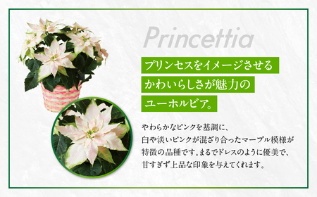 プリンセチア ロゼマーブル 観葉植物 植物 5号鉢 人気 おしゃれ かわいい お手入れ 室内 大鉢 中型 インテリア リビング 玄関 寝室 キッチン オフィス プレゼント ギフト 冬 クリスマス フラワーギフト