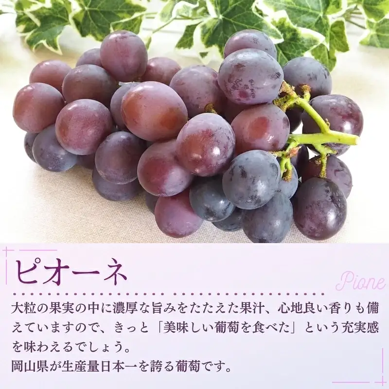 【先行予約受付中！】NISSHOKU FARM 大粒ピオーネとピオーネスイーツ（ジャム・シロップ・飴）の詰合せ 岡山県 真庭市 ぶどう 食べ比べ セット【nisfarm016-02】 