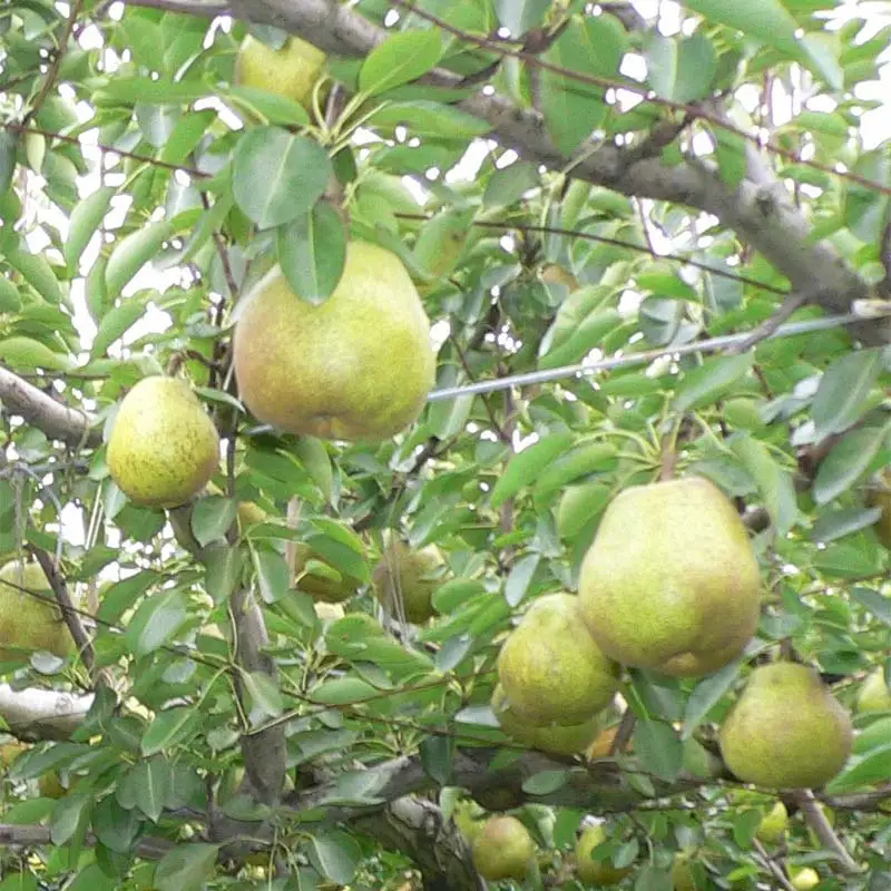 山形県産 ラ・フランス 秀品 10kg（5kg×2）20～32玉 FSY-2255