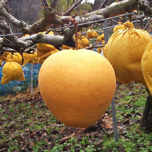 新雪梨 3kg【まえた農園】