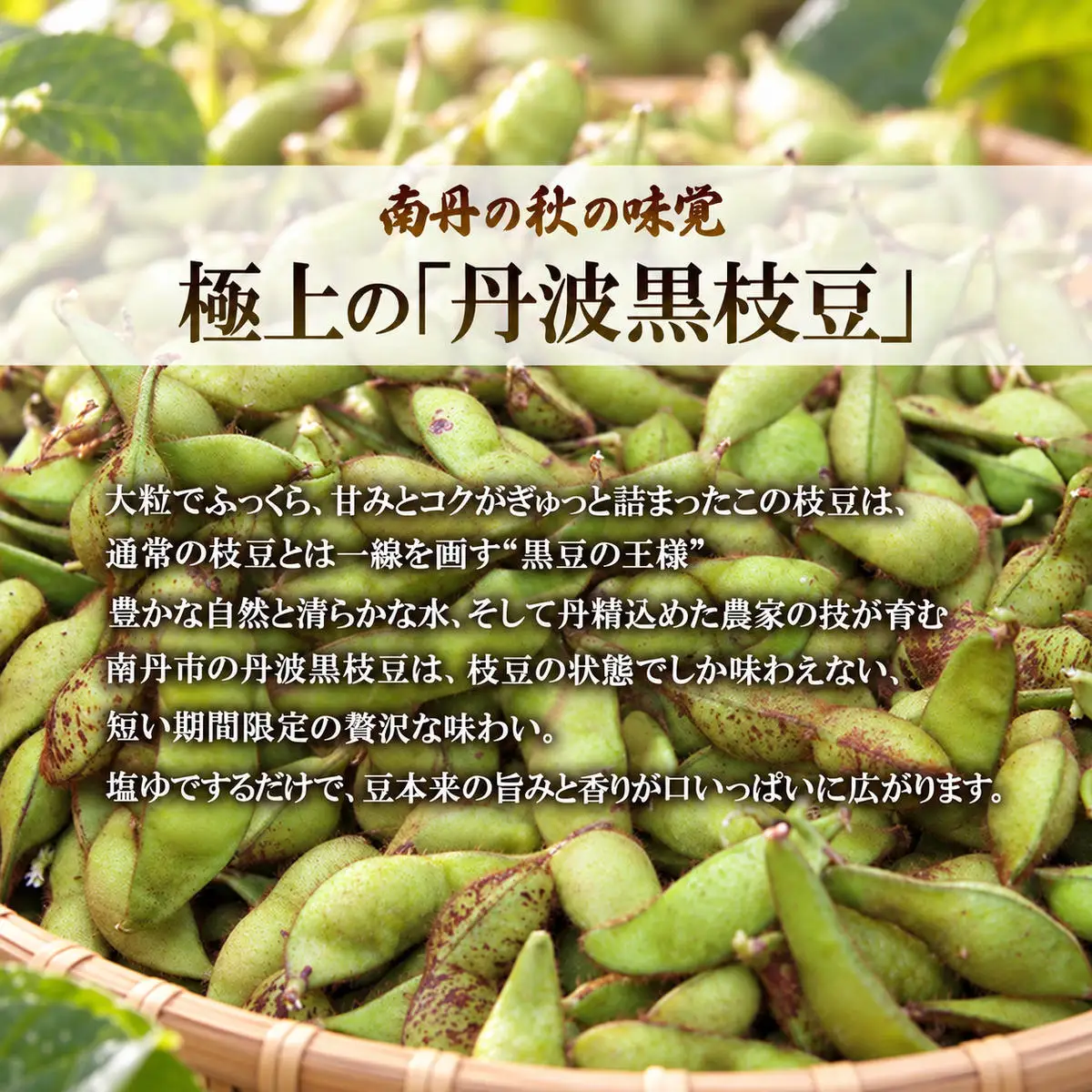 枝豆 丹波黒枝豆 枝付き 2kg 枝豆