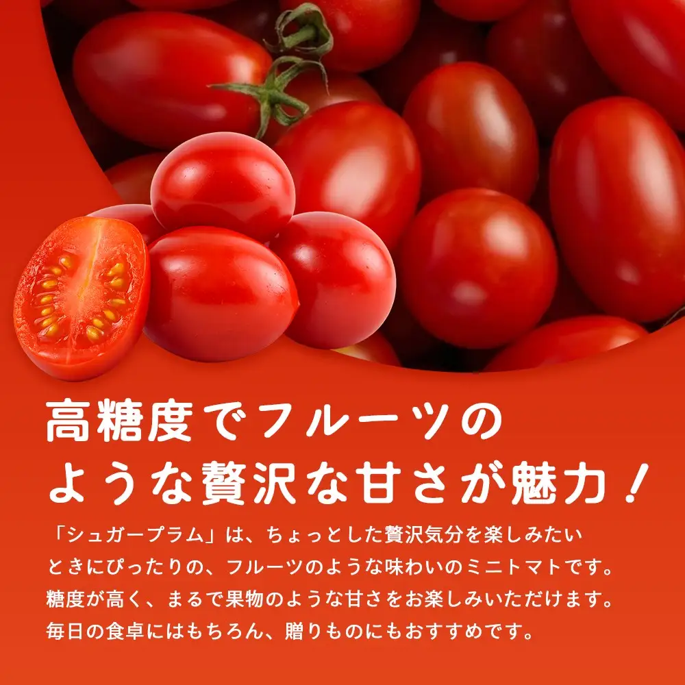 【先行予約・2026年10月より順次発送】田淵さんちの美味しい ミニトマト シュガープラム（約700g）GP-1｜産地直送 旬 とまと トマト ミニトマト リコピン 完熟 甘い 高糖度 野菜 やさい 送料無料 期間限定 鹿児島県 南大隅町 根占グリーンプラネット