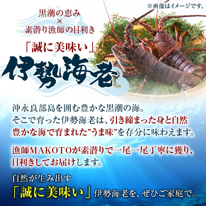 素潜り漁師 MAKOTO の誠に 美味しい 伊勢海老 1kg（ 2～4匹 ） C074-001 魚介類 冷凍 海老 エビ イセエビ