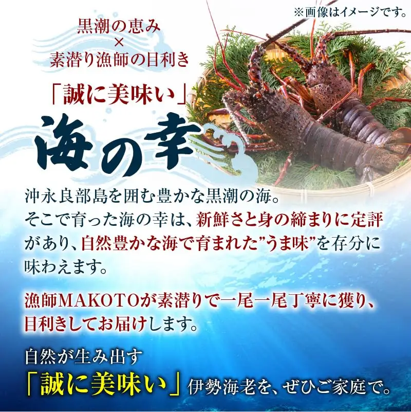 素潜り漁師 MAKOTO の誠に 美味しい 海鮮 おまかせ セット 2kg C074-002 魚介類 冷凍 伊勢海老 イセエビ 魚