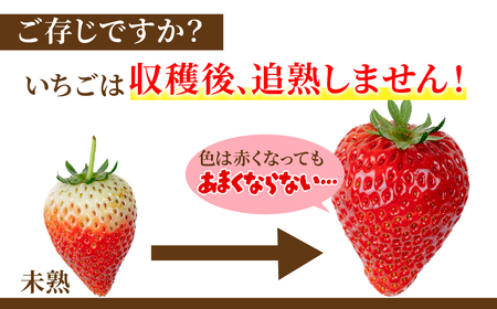 いちご【3月以降発送】朝採れとちおとめ レギュラーサイズ 約270g × 4パック 計1080g |イチゴ いちご