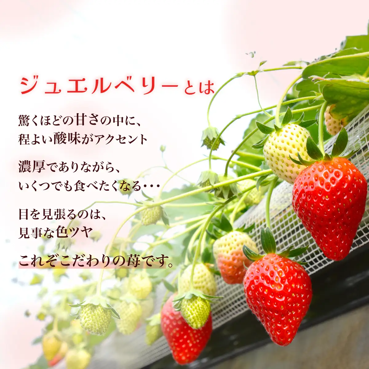 【先行予約】【1月下旬から発送】赤い宝石 おなぎ苺園のジュエルベリー 完熟いちご とちおとめ 約500g SMCO001