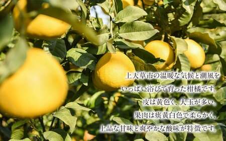 ＜ R8年熊本地震復興支援 ＞【先行受付】上天草市産 パール柑 約5kg 12玉前後 柑橘 フルーツ 果物 果実 熊本県 上天草市【2027年2月下旬～4月下旬順次発送予定】
