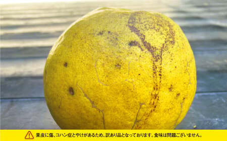 【先行受付】【数量限定】【訳あり】パール柑 約5kg 13玉前後 訳あり 訳アリ 柑橘 フルーツ 果物 果実 くだもの 九州産 熊本県 上天草市【2027年2月下旬～3月下旬順次発送】