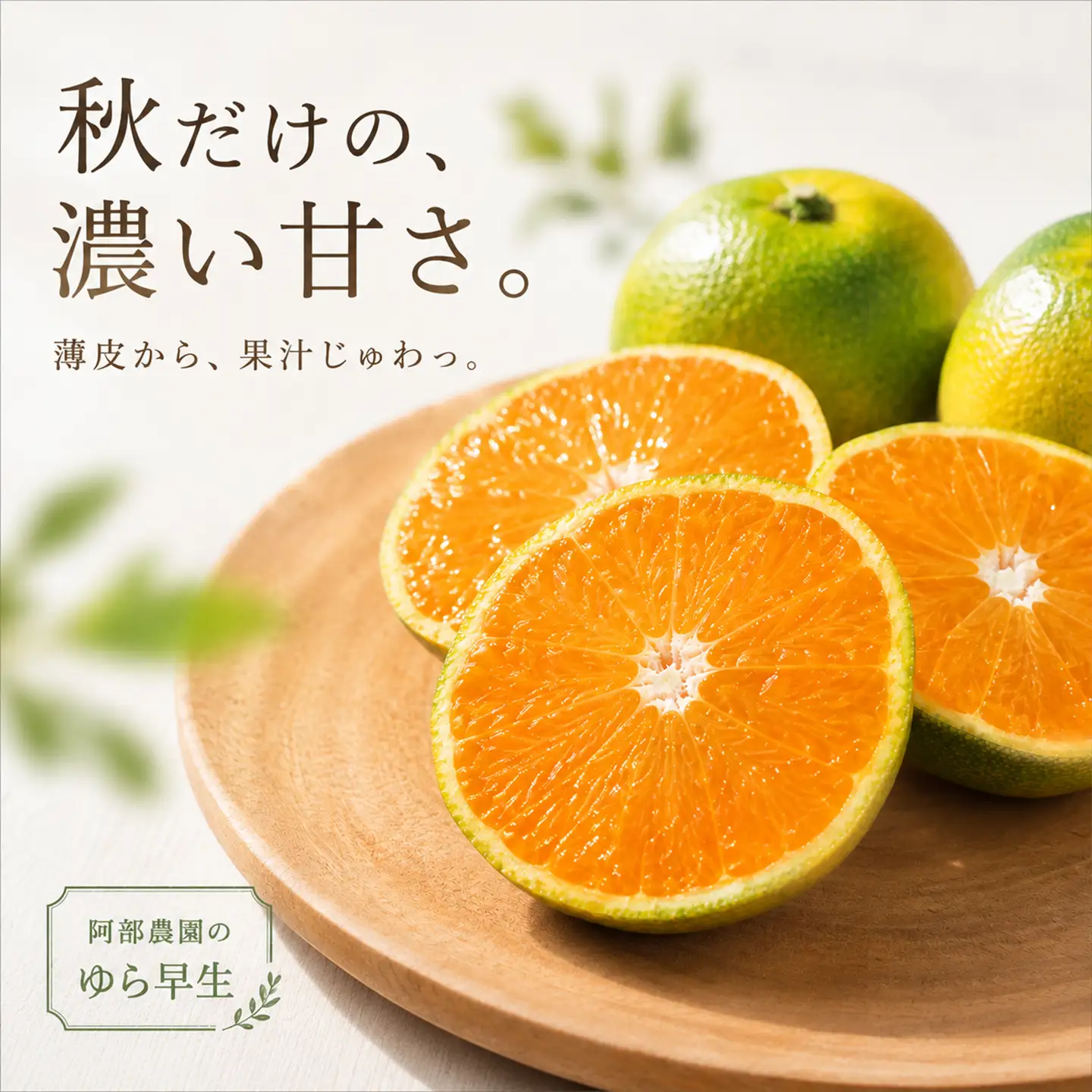 ゆら早生 約8kg 訳あり品 阿部農園 温州みかん 極早生 先行予約 10月 ミカン ＜112-020＞