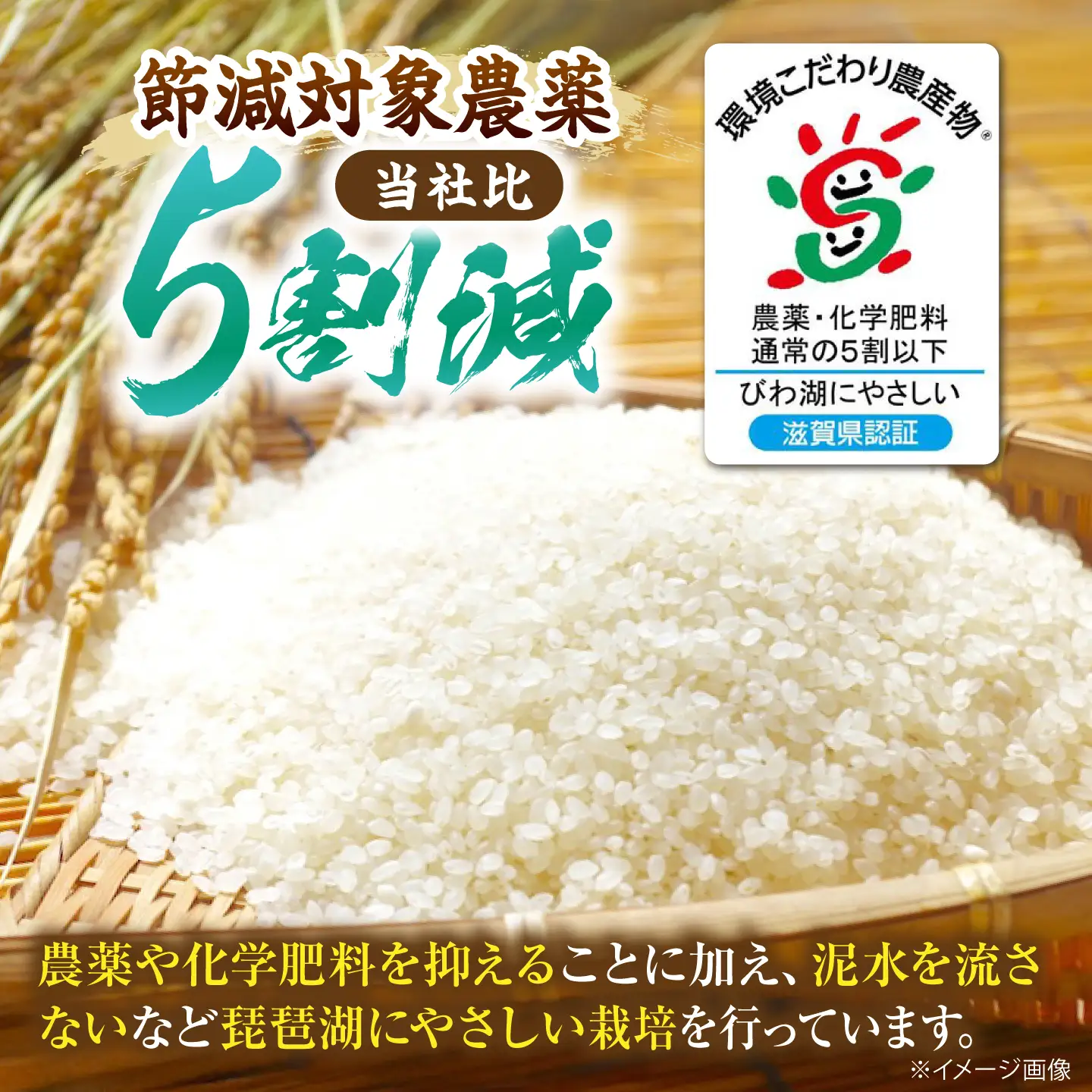 コシヒカリ 新米 白米 10kg [AQDK002] こしひかり