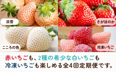 【全4回定期便】岸川農園 超希少品種入り赤白いちご（淡雪・さがほのか・こころの色・冷凍いちご） / 佐賀県 / 岸川農園 [41ASAG008]