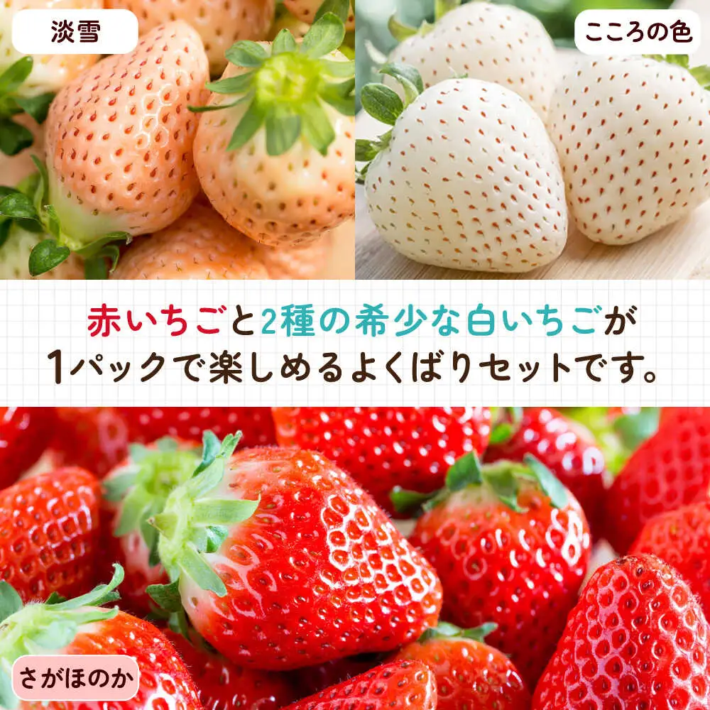 【2027年2月以降順次発送】1パックに3色いちご（こころの色・さがほのか・淡雪）220g×1パック / 佐賀県 / 岸川農園 [41ASAG009]