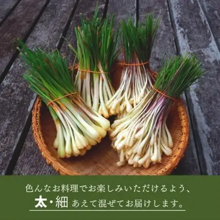 【2027年2月中旬から順次発送】産地直送!沖縄おつまみの定番の島らっきょう1kg【配送不可地域：離島】【1584610】