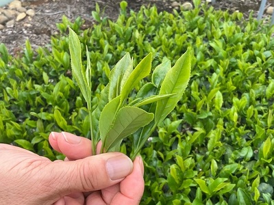 【新茶 3本】先行予約 2027年度産 新茶 3本 お茶 静岡 日本茶 飲料  茶葉 小栗農園 牧之原市 静岡県