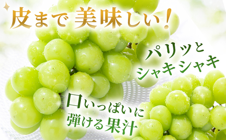 ＜シャインマスカット 家庭用 約2kg＞ 果物 くだもの フルーツ ぶどう 葡萄 ブドウ シャインマスカット しゃいんますかっと 3～5房 2キロ ご家庭用 種なし 甘い 皮ごと 特産品 宇都宮物産 愛媛県 西予市【冷蔵】『2026年9月中旬～10月上旬迄に順次出荷予定』UUB0079