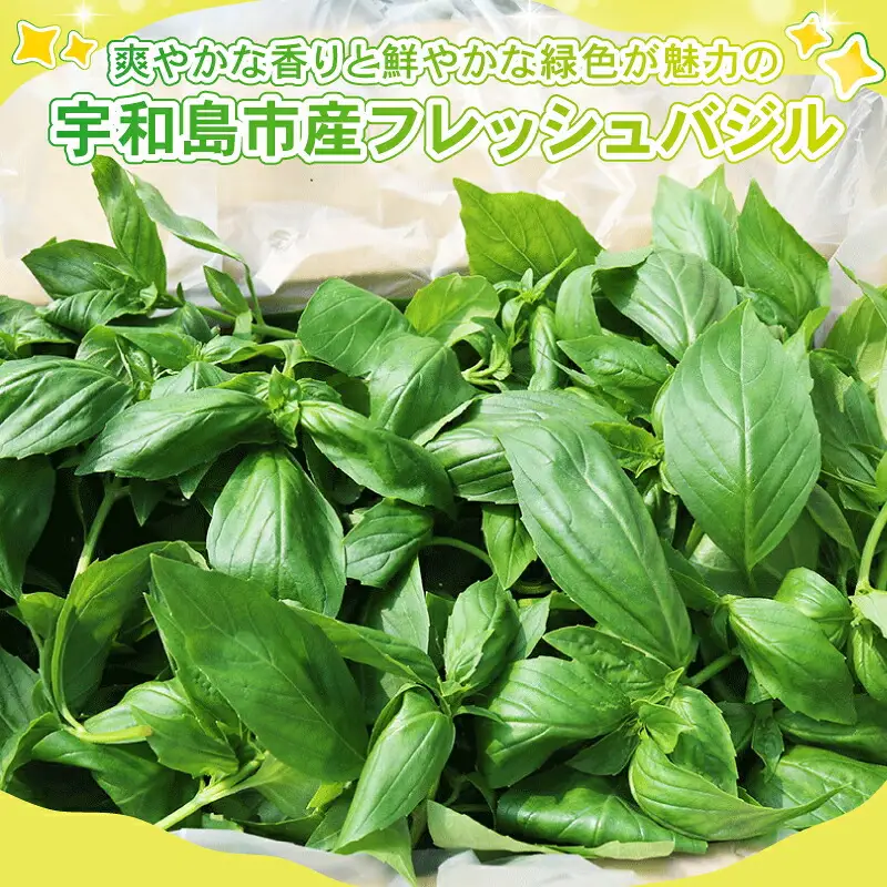 フレッシュ バジル 1kg 本城ファーム ハーブ 生バジル ばじる はーぶ 香草 水耕栽培 野菜 やさい 美味しい 新鮮 イタリア料理 イタリアン パスタ ソース ジェノベーゼ マルゲリータ アレンジ いろいろ 農家直送 産地直送 数量限定 国産 愛媛 宇和島 F020-199002