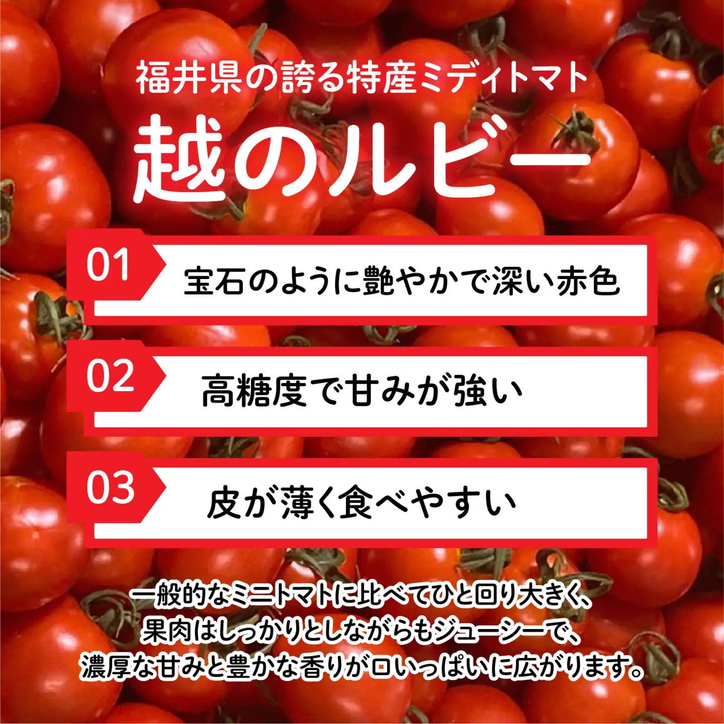 【先行予約】甘くて皮が薄く食べやすい　福井市産ミディトマト『越のルビー』1kg以上【2026年9月中旬より順次発送】[A-180002]/ トマト