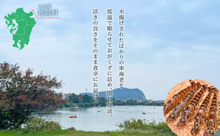 【期間限定】姫島産 活き車えび (養殖) 300g 常温配送 お歳暮ギフト 熨斗可 【宅配ボックス不可】 国産 海鮮 ギフト 刺身 焼き しゃぶしゃぶ A31