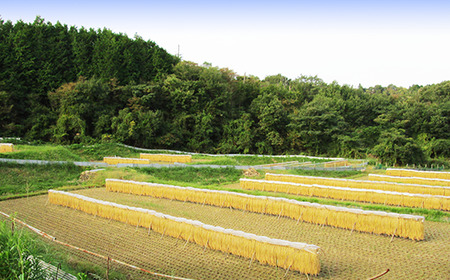 6808 岡山県産 もち米「ひめのもち」 精米3kg 農家直送 令和7年産