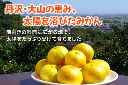 [2026年12月下旬頃から発送] 温州みかん 5kg [1292]