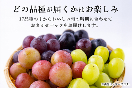 旬のぶどうお任せパック(種あり) 500g A14-016