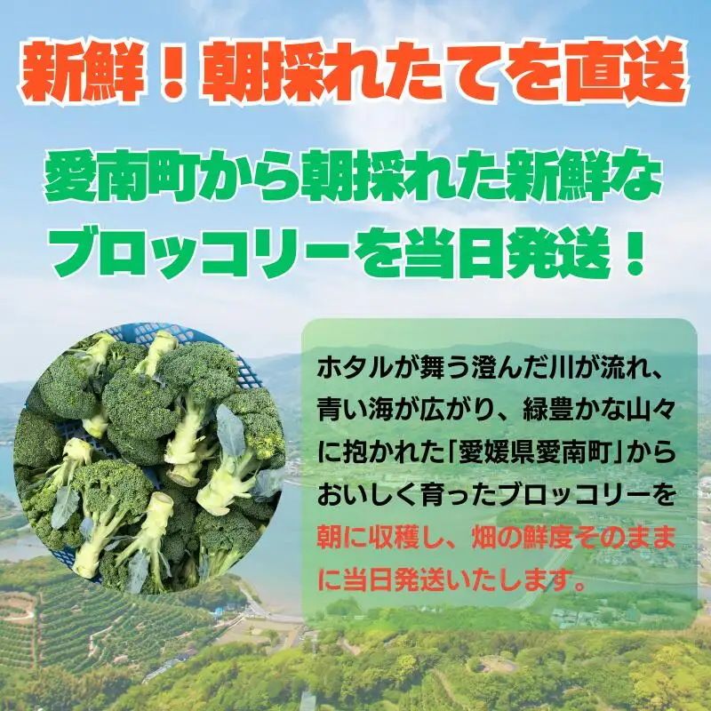 【先行予約】収穫当日発送 ブロッコリー 約2kg 朝どれ ブロッコリー 愛なんよ
