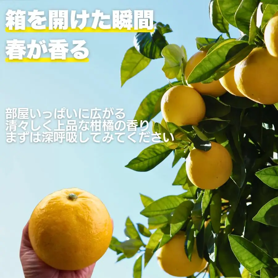 【先行予約】　土佐 文旦 7kg 訳あり 文旦 愛なんよ