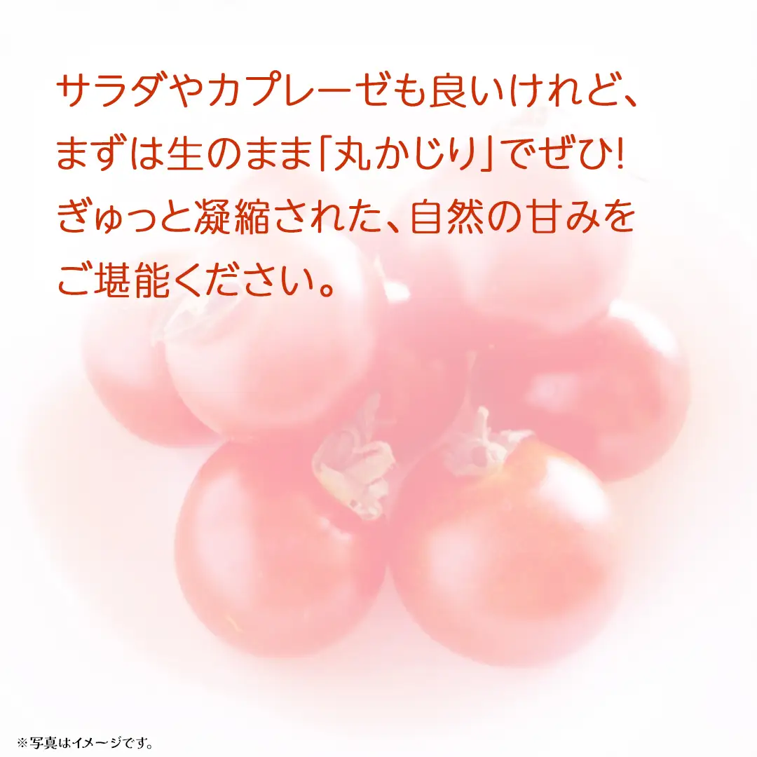 フルーツトマト 約900g (13～16個)【2027年3月上旬発送開始】(茨城県共通返礼品：大子町) トマト とまと 野菜 やさい