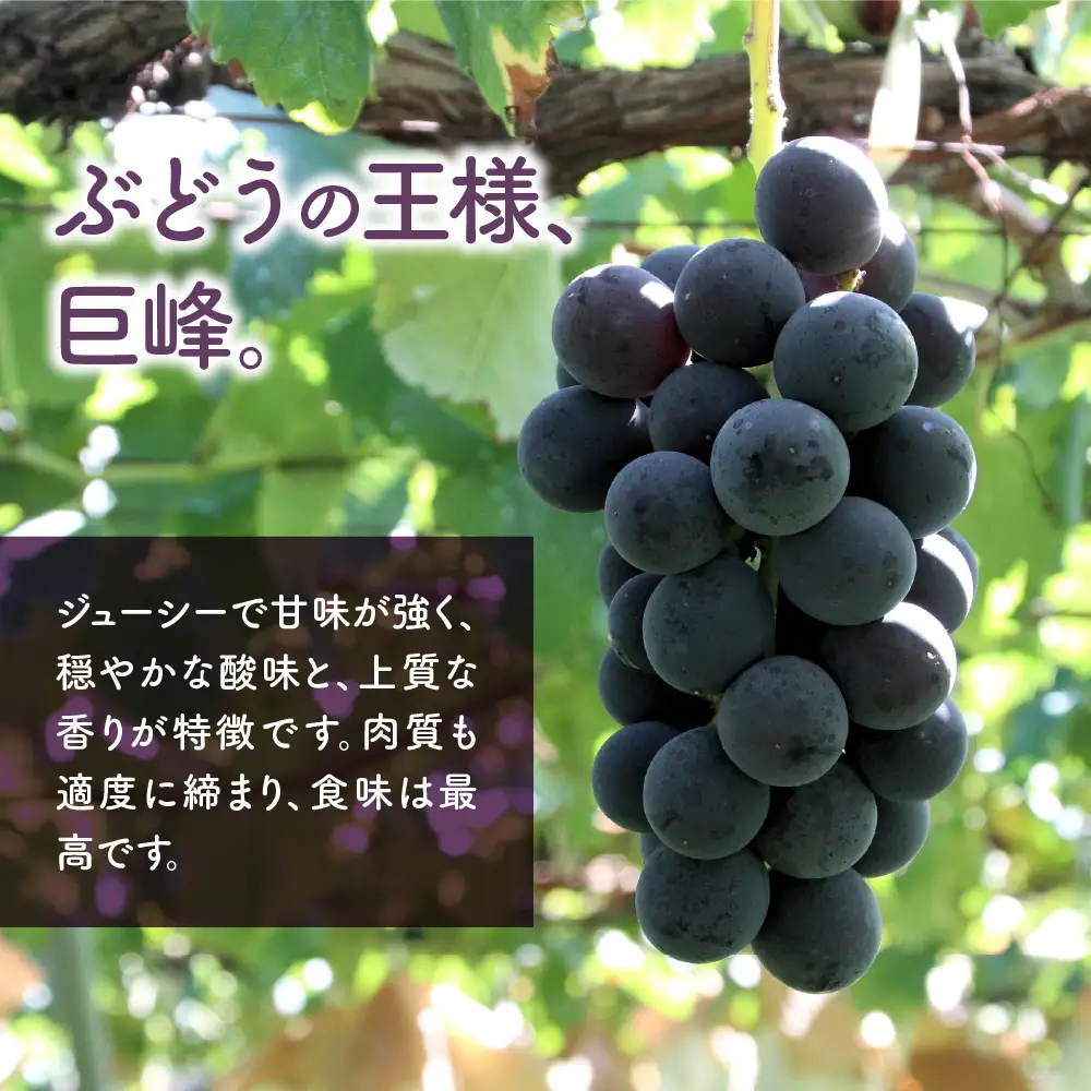 巨峰 2.0kg相当 ぶどう 山梨ぶどう