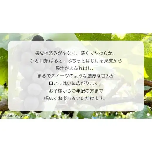 ナガノパープル 1房 【2026年8月上旬発送開始】(茨城県共通返礼品：大子町)